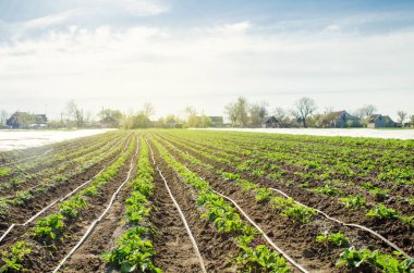 Tarlada büyüyen genç patatesler damlaların sulanmasıyla bağlantılıdır. Tarım arazisi. Kırsal tarlalar. Çiftçilik. Seçici odak