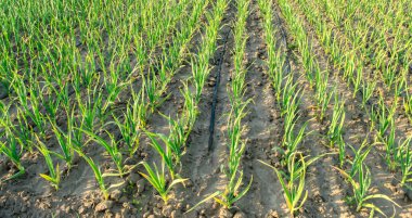 Güneşli bir günde tarlada soğan yetiştirmek. Tarım Tarım Çiftliği. Pırasa. Seçici odak