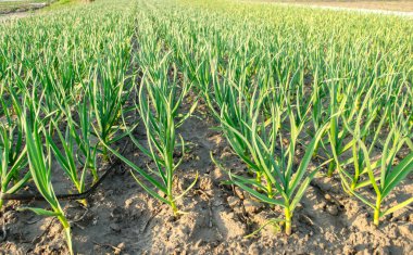 Pırasa tohumu serada yetişir. Organik sebze yetiştiriyor. Çiftçilik. Tarım. Tohumlar. Yakın plan. Yumuşak seçici odak