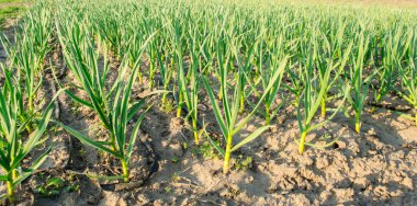 Genç pırasa sıraları güneşli bir günde tarlada yetişir. Çiftlik. Organik sebze yetiştiriyor. Tarım. Soğan. Seçici odak