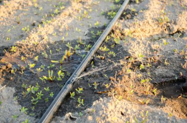 Pırasa tohumu serada yetişir. Organik sebze yetiştiriyor. Çiftçilik. Tarım. Tohumlar. Yakın plan. Yumuşak seçici odak