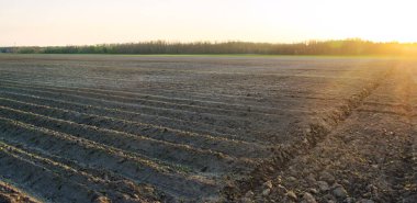 Pırasa tohumu serada yetişir. Organik sebze yetiştiriyor. Çiftçilik. Tarım. Tohumlar. Yakın plan. Yumuşak seçici odak