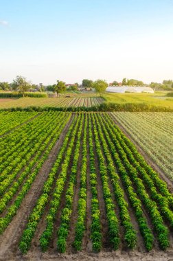 Güneşli bir günde çiftlikteki taze biber tarlaları. Organik sebze yetiştiriyor. Çevre dostu ürünler. Tarım arazisi ve tarım. Tarım işi. Ukrayna, Kherson bölgesi. Seçici odak