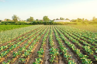 Güneşli bir günde bir çiftlikte genç lahana çiftliği. Organik sebze yetiştiriyor. Çevre dostu ürünler. Tarım ve tarım. Çiftlik ekimi. Ukrayna, Kherson bölgesi. Seçici odak