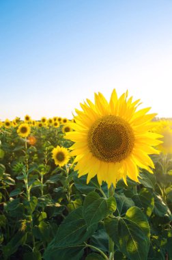 Gün batımında bir tarlada yetişen güzel, genç bir ayçiçeği. Tarım ve tarım. Tarım ürünleri. Helianthus. Doğal arka plan. Sarı çiçek. Ukrayna, Kherson bölgesi. Seçici odak