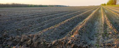 Güneşli bir günde tarlanın güzel manzarası. Sebze ekme hazırlığı. Tarım. Çiftlik arazisi. Yumuşak seçici odak