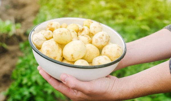 Farmer holds freshly picked potatoes in the field. Harvesting, harvest. Organic vegetables. Agriculture and farming. Potato in a bowl. Selective focus.