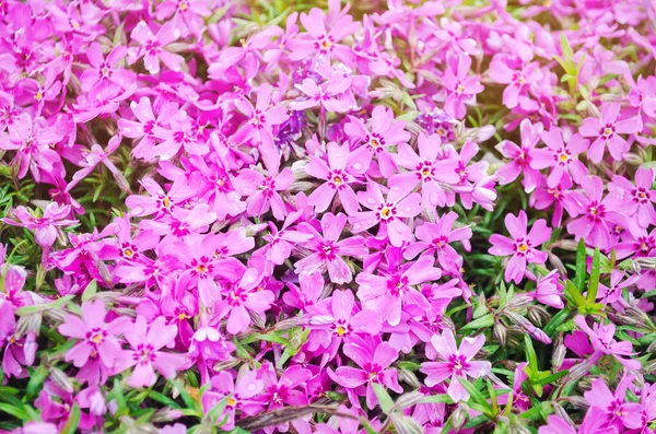 Bellissimi Fiori Rosa Phlox Subulata Giardino Soleggiato Fiore Primaverile Concentrazione — Foto Stock