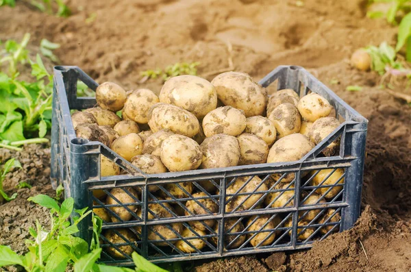 Een Doos Vers Geplukte Aardappelen Een Veld Oogsten Oogsten Biologische — Stockfoto