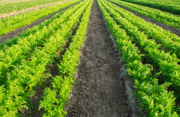 胡萝卜种植园生长在田野里 蔬菜排 种植蔬菜 农业用地的景观 农作物新鲜绿色植物农业耕作 有选择的重点 — 图库照片