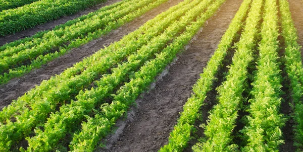 Tarlada Havuç Çiftlikleri Yetiştirilir Sebze Sıraları Organik Sebzeler Peyzaj Tarımı — Stok fotoğraf