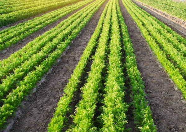 Las Plantaciones Zanahoria Cultivan Campo Filas Verduras Verduras Ecológicas Agricultura —  Fotos de Stock