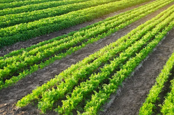 胡萝卜种植园生长在田野里 蔬菜排 有机蔬菜 风景农业 有选择的重点 — 图库照片