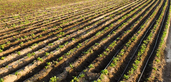 Fileiras Batatas Jovens Crescem Campo Irrigação Por Gotejamento Terras Agrícolas — Fotografia de Stock