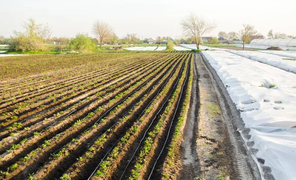 畑では若いジャガイモの列が成長します 灌漑を中止しろ 農業風景です 田舎のプランテーション 農地農業 選択的焦点 — ストック写真