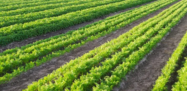 胡萝卜种植园生长在田野里 有机蔬菜 蔬菜排 有选择的重点 — 图库照片