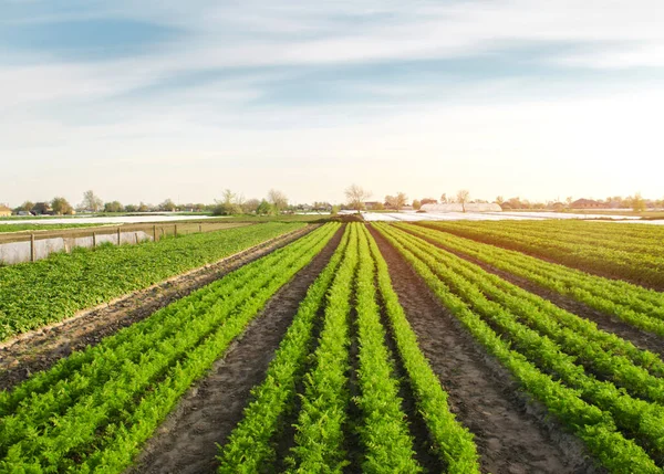 Prachtig Uitzicht Een Wortelplantage Groeiend Een Veld Biologische Groenten Boeren — Stockfoto