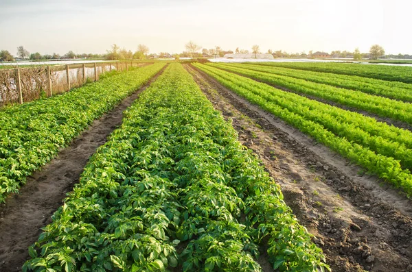 Landbouwlandschap Met Groenteplantages Biologische Groenten Verbouwen Het Veld Landbouwbedrijf Aardappelen — Stockfoto