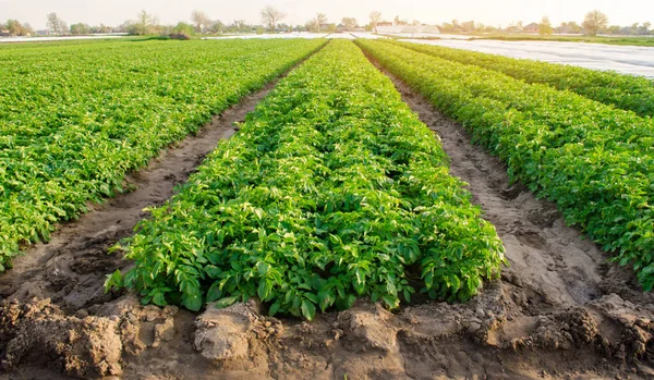 Fileiras Batatas Crescem Fazenda Cultivando Vegetais Orgânicos Campo Agricultura Agricultura — Fotografia de Stock