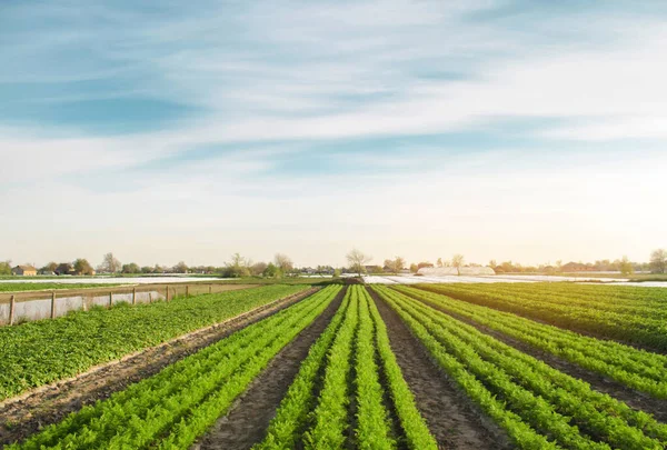 File Carote Giovani Crescono Nel Campo Verdure Biologiche Agricoltura Fattoria — Foto Stock