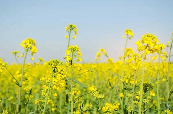 Rape. Rapeseed field during flowering. Cabbage family. Oilseed culture. Agriculture. Farming