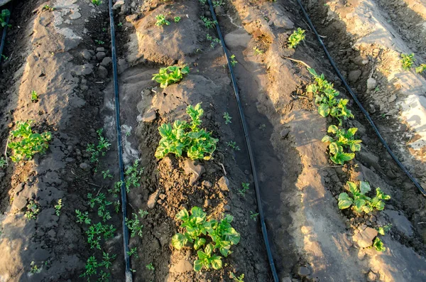 Las Plántulas Puerro Crecen Invernadero Cultivar Verduras Ecológicas Agricultura Agricultura —  Fotos de Stock