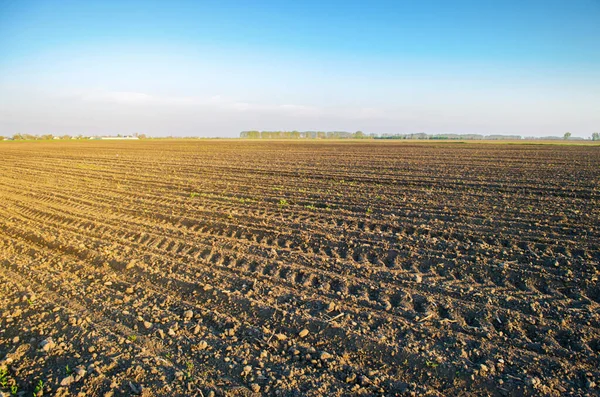 Piantina Porro Cresce Serra Coltivare Verdure Biologiche Contadino Agricoltura Semi — Foto Stock