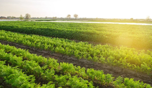 Las Plántulas Puerro Crecen Invernadero Cultivar Verduras Ecológicas Agricultura Agricultura —  Fotos de Stock