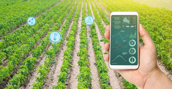 Agricultor Tiene Smartphone Sobre Fondo Del Campo Con Las Plantaciones — Foto de Stock