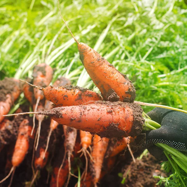 Seorang Petani Memanen Wortel Ladang Menanam Sayuran Organik Pekerjaan Musiman — Stok Foto