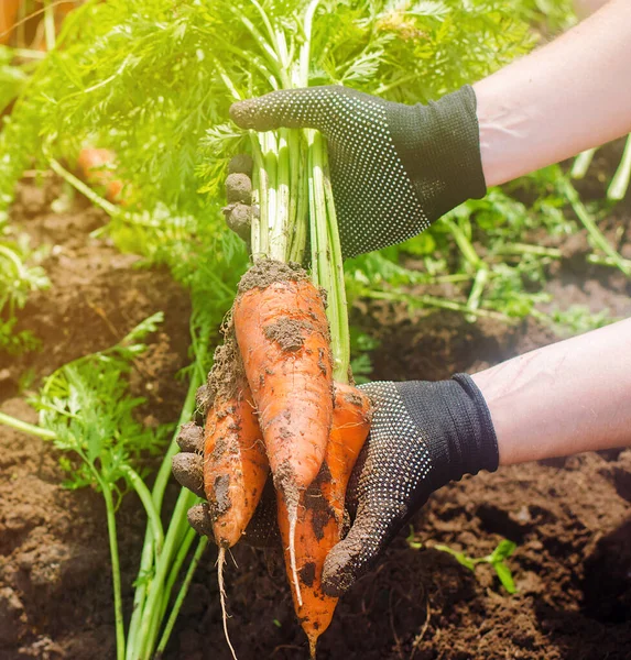 Seorang Petani Memanen Wortel Ladang Menanam Sayuran Organik Pekerjaan Musiman — Stok Foto