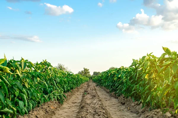 Řádky Plantáž Mladého Pepře Farmě Slunečného Dne Pěstování Organické Zeleniny — Stock fotografie