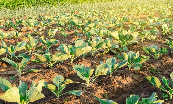 Jungkohlplantage Auf Einem Bauernhof Einem Sonnigen Tag Anbau Von Bio — Stockfoto