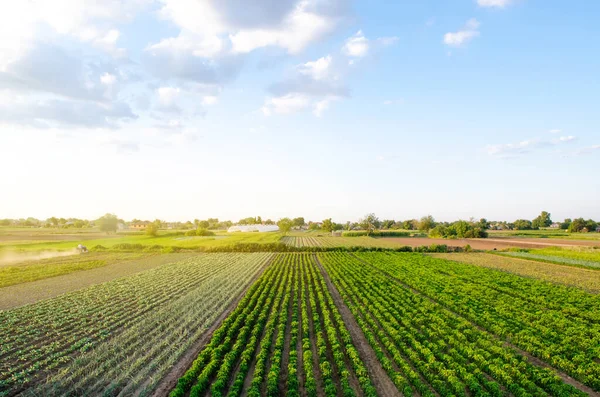 Rows / plantation of young pepper on a farm on a sunny day. Growing organic vegetables. Eco-friendly products. Agriculture land and farming. Agro business. Ukraine, Kherson region. Selective focus