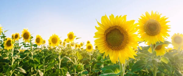 Schöne Junge Sonnenblume Die Bei Sonnenuntergang Auf Einem Feld Wächst — Stockfoto