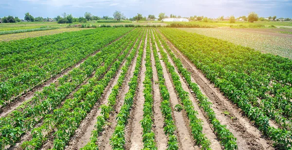 Rijen Aanplant Van Jonge Peper Een Boerderij Een Zonnige Dag — Stockfoto