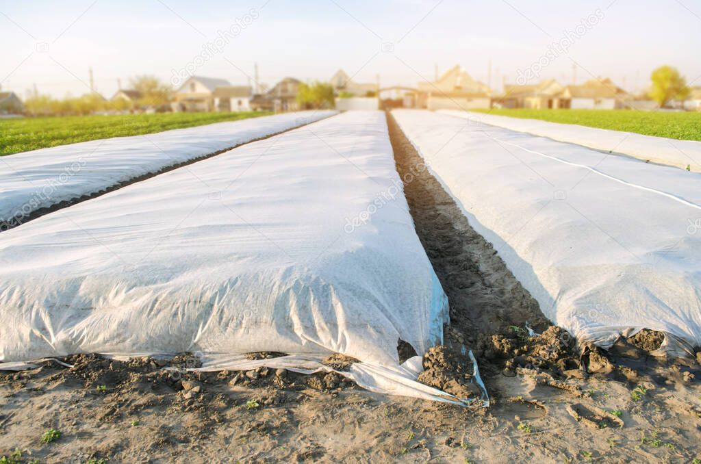 Growing vegetable. Spunbond to protect against frost and keep humidity of vegetables. Small greenhouses. Agricultural grounds. Farm Field Agriculture Farming. Potatoes. Selective focus