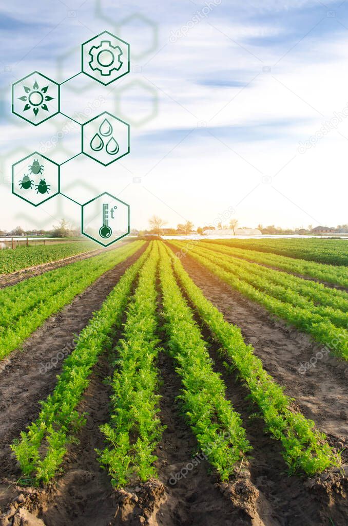 Carrots in the field. Scientific work and development of new methods and selection of varieties. High technologies and innovations in agro-industry. Investing in farming Study quality of soil and crop