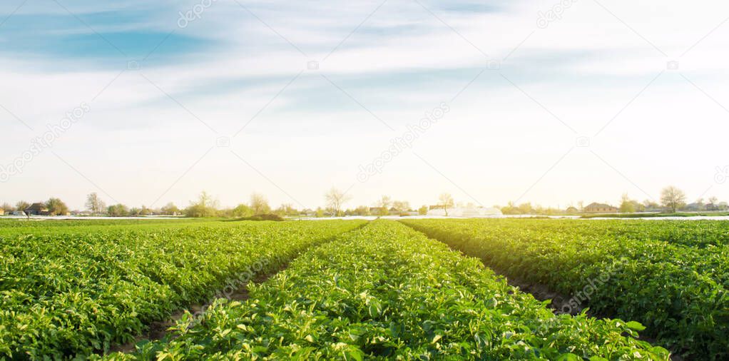 Potato plantation grow in the field. Vegetable rows. Farming, agriculture. Landscape with agricultural land. Fresh Organic Vegetables. Crops