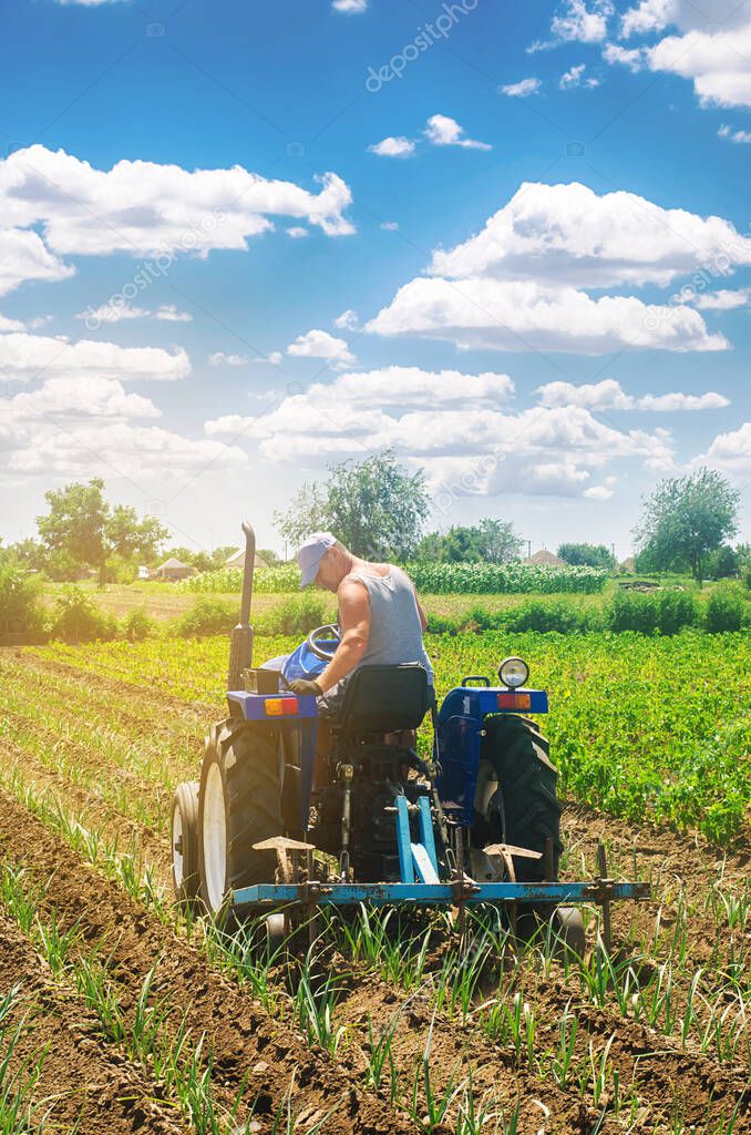A farmer on a tractor plows a field. Vegetable rows of leeks. Plowing field. Seasonal farm work. Agriculture crops. Farming, farmland. Organic vegetables. Weed protection. Selective focus