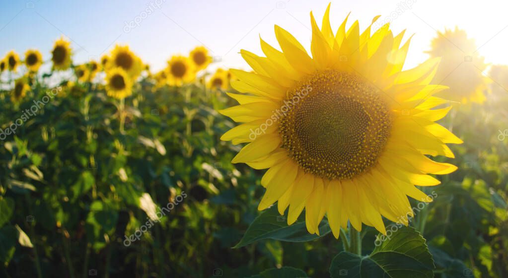 Beautiful young sunflower growing in a field at sunset. Agriculture and farming. Agricultural crops. Helianthus. Natural background. Yellow flower. Ukraine, Kherson region. Selective focus
