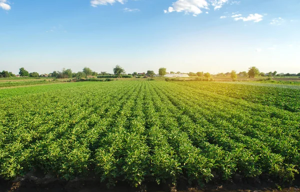 Yeşil patates çalılarının fidanlık arazisi. Avrupa organik tarım. Çiftlikte yiyecek yetiştiriyor. Büyüyen bakım ve hasat. Tarım endüstrisi ve tarım sektörü. Seçici odak