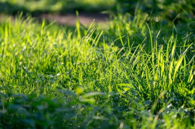Güneşli bir günde yeşil çimenler kapanıyor. Çim dokusu. Tasarım için arka plan. Doğal duvar kağıdı.