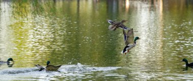 Komik uçan yaban ördekleri ya da Anas platyrhynchos erkek gölde yüzüyor. Güzel su kuşu. Yakın plan.