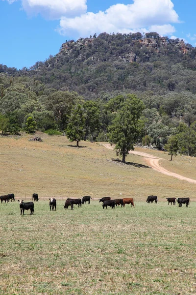 Cows Grazing Beautiful Bylong Valley Hunter Valley Nsw Australia Area — Stock Photo, Image