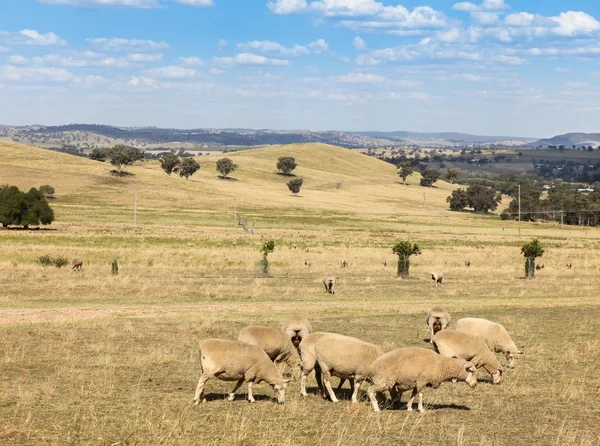 Landelijke Scène Net Buiten Cowra New South Wales Lga Landbouw — Stockfoto