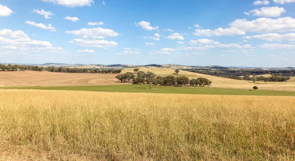 Cowra Central West New South Wales Has Very Good Agricultural — Stock Photo, Image