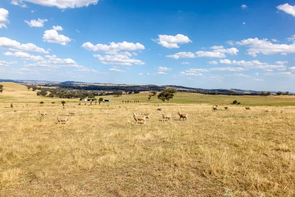 Gelegen Het Centrale Westen Aan New South Wales Cowra Gebied — Stockfoto