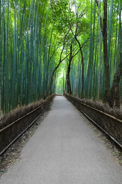 Caminho Através Floresta Bambu Arashiyama Kyoto Japão Este Bosque Bambu — Fotografia de Stock