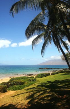 Palmiye ağaçları ve çimenli bir alan Maui, Hawaii 'nin güneyinde bir plajda gölge ve konfor sağlar..